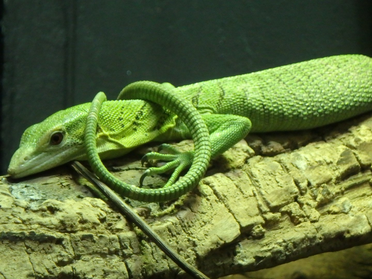 Emerald tree monitor
