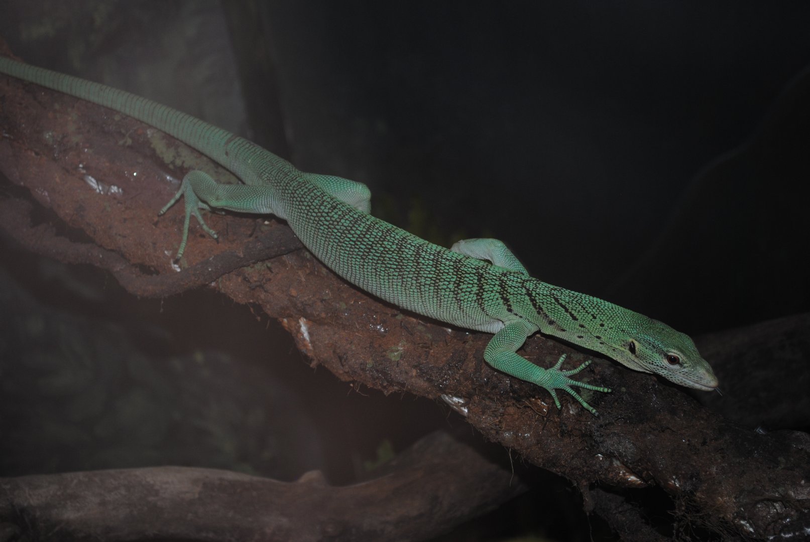 Emerald Tree Monitor