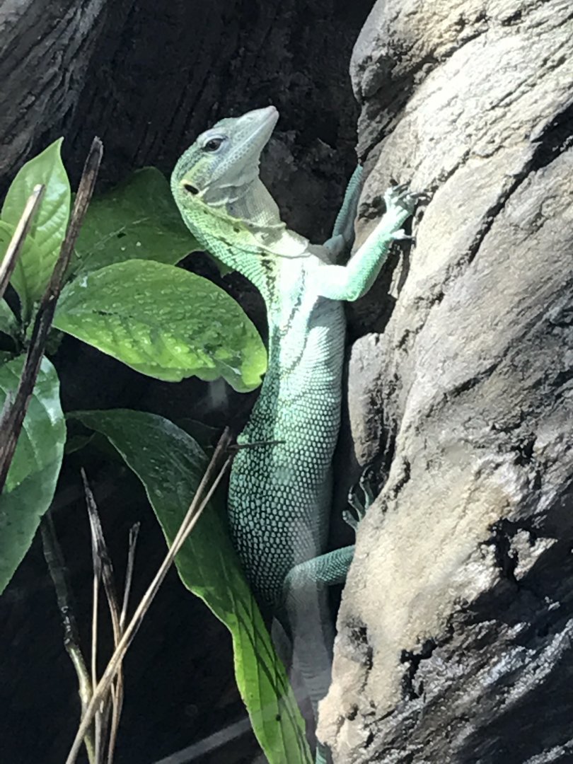 Emerald tree monitor