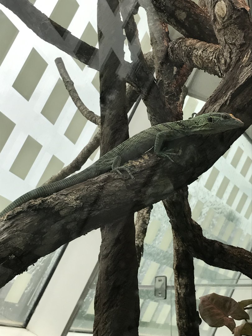 Emerald tree monitor