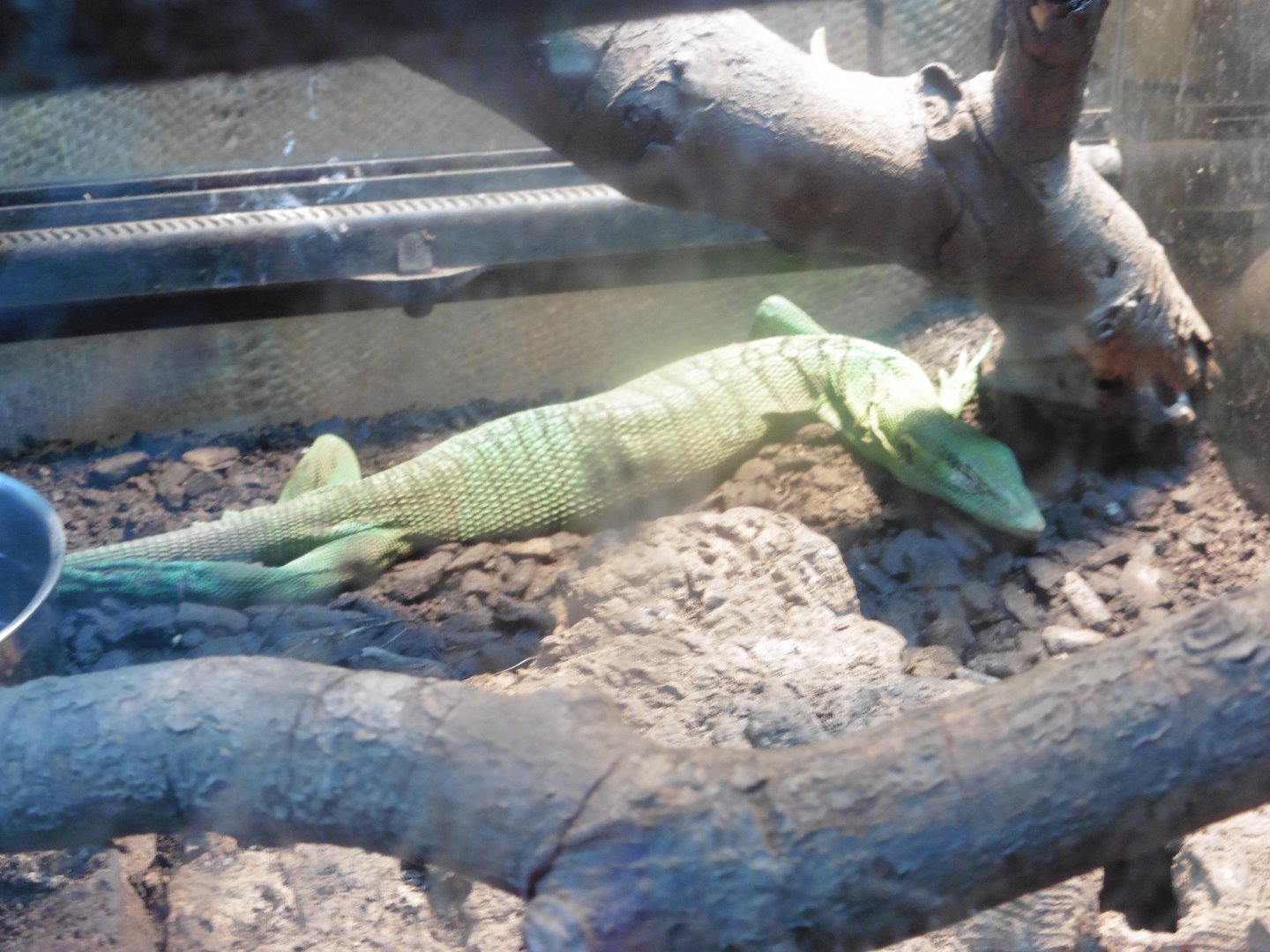 Emerald Tree Monitor