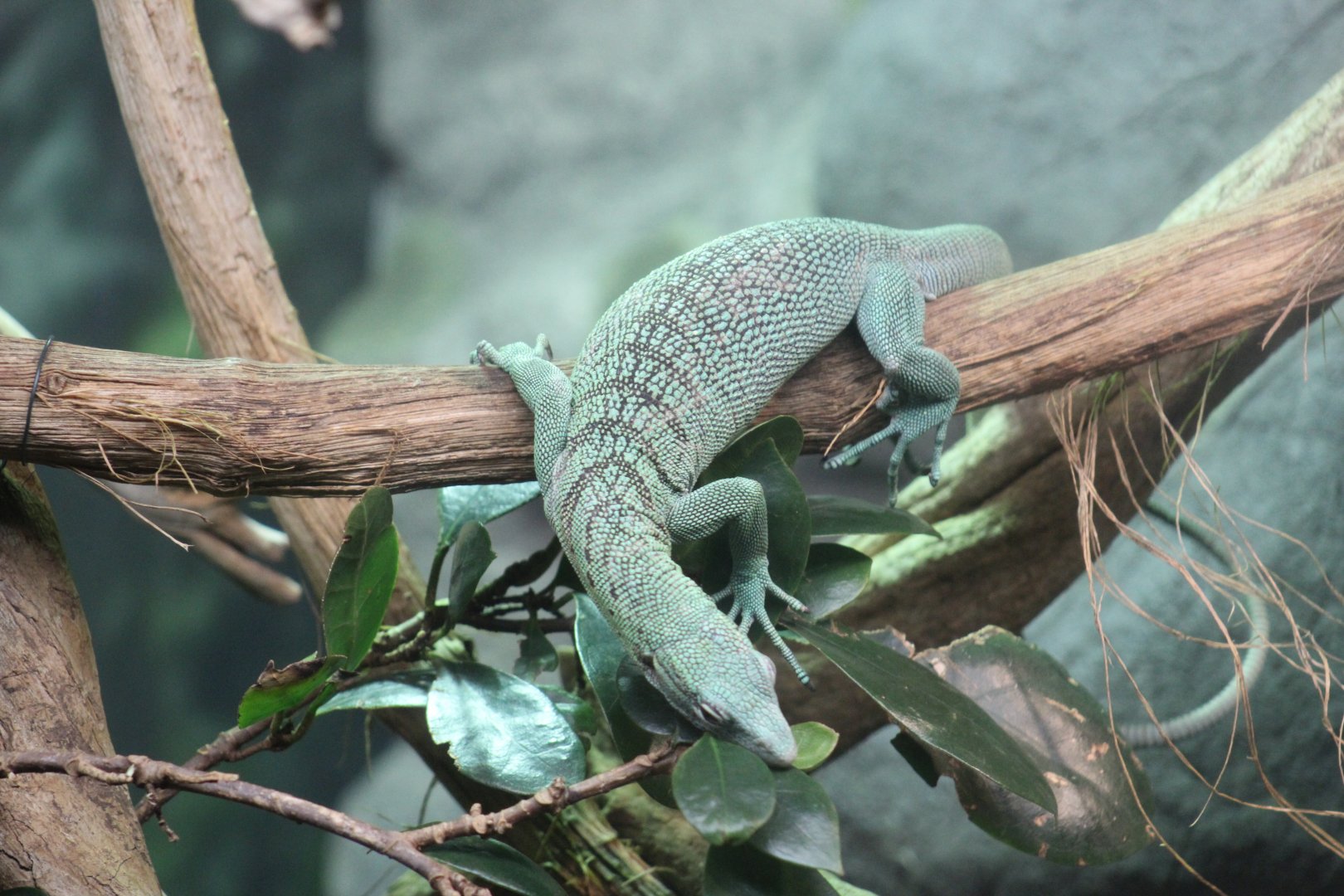 Emerald Tree Monitor