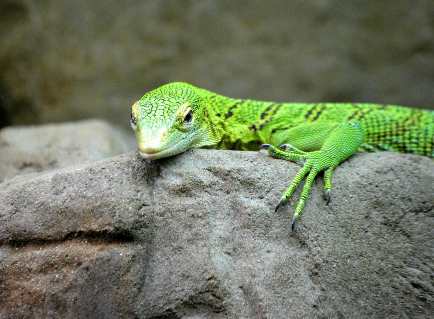 Emerald Tree Monitor