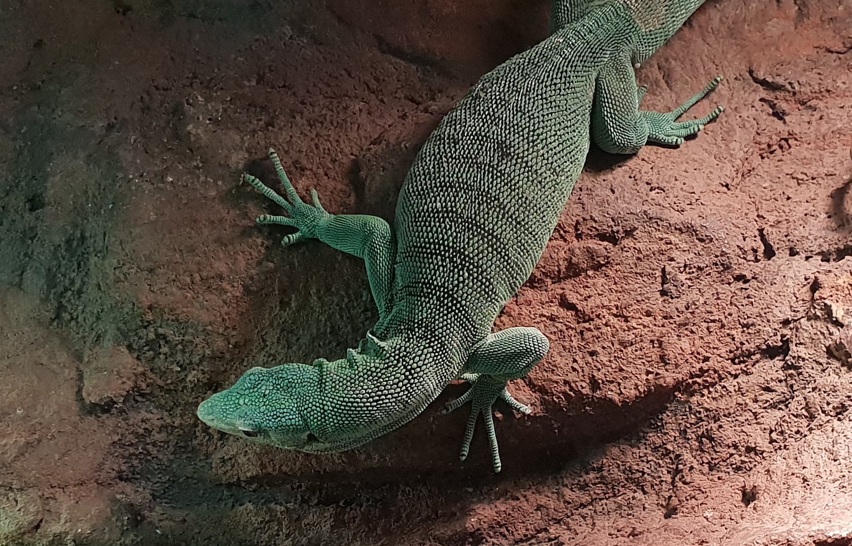 Emerald tree monitor