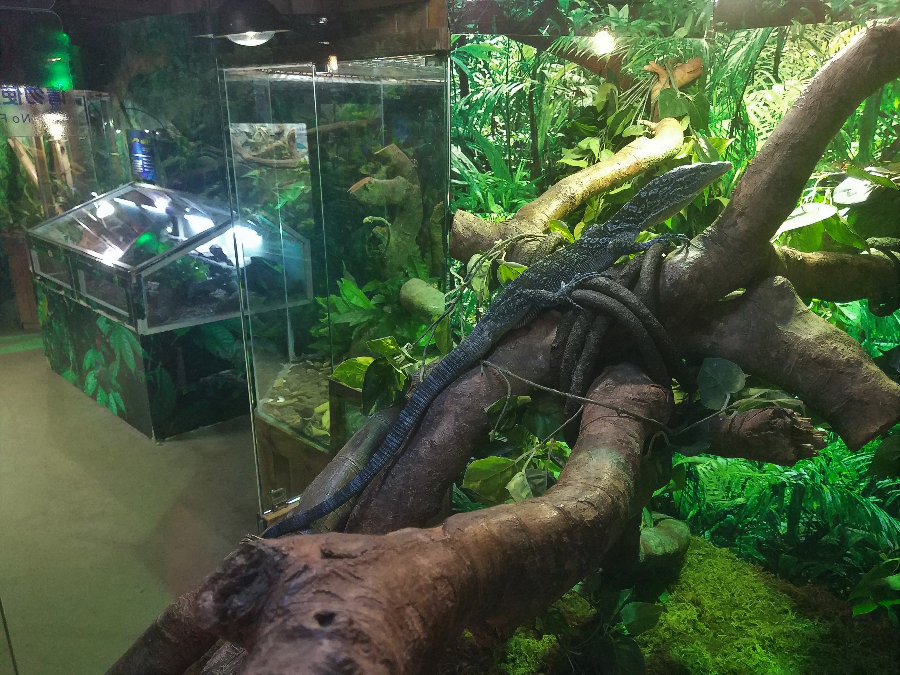 Emerald Tree Monitor