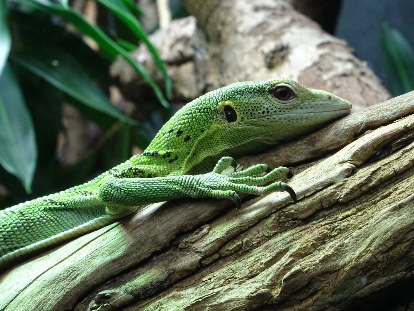 Emerald Tree Monitor