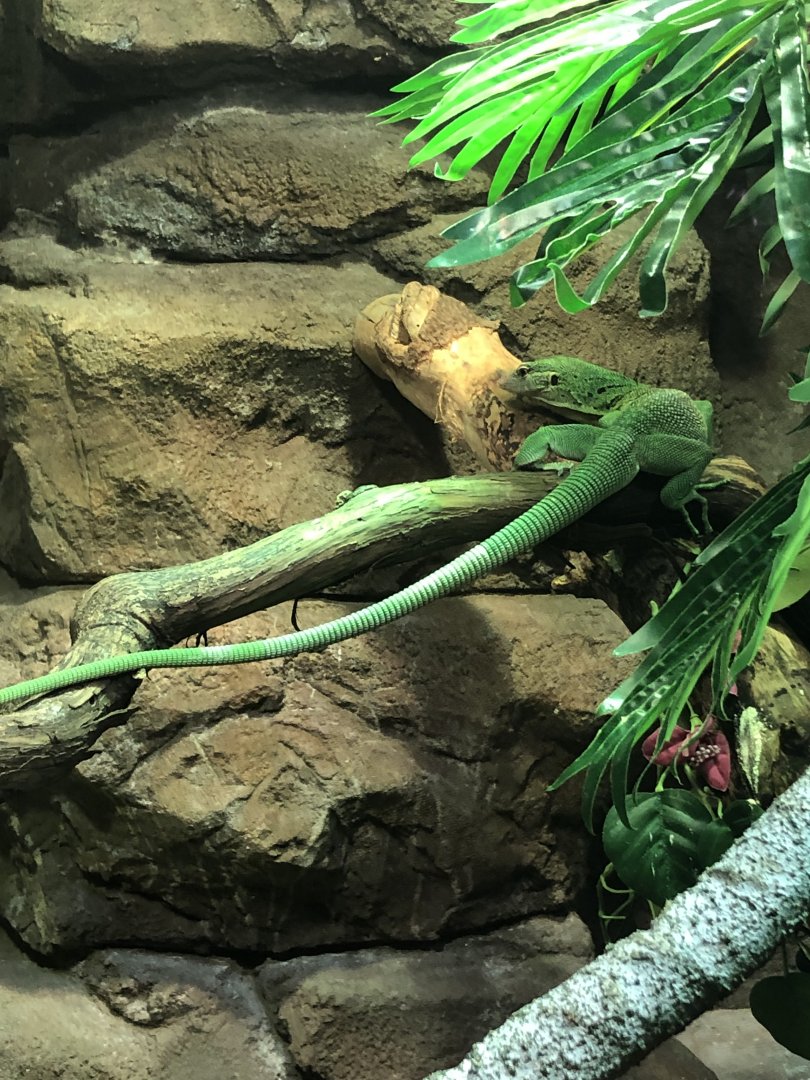 Emerald tree monitor