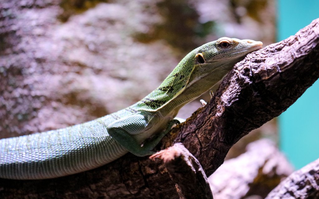 Emerald Tree Monitor