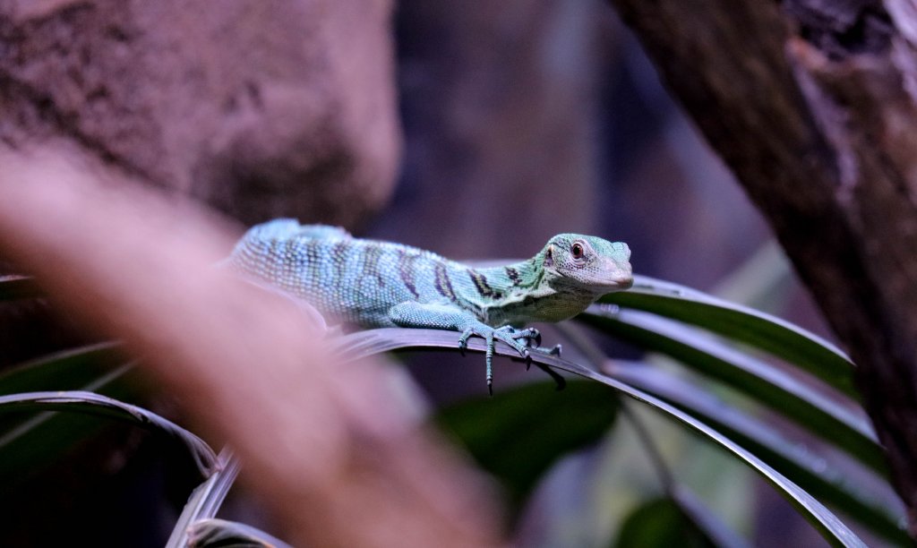 Emerald Tree Monitor