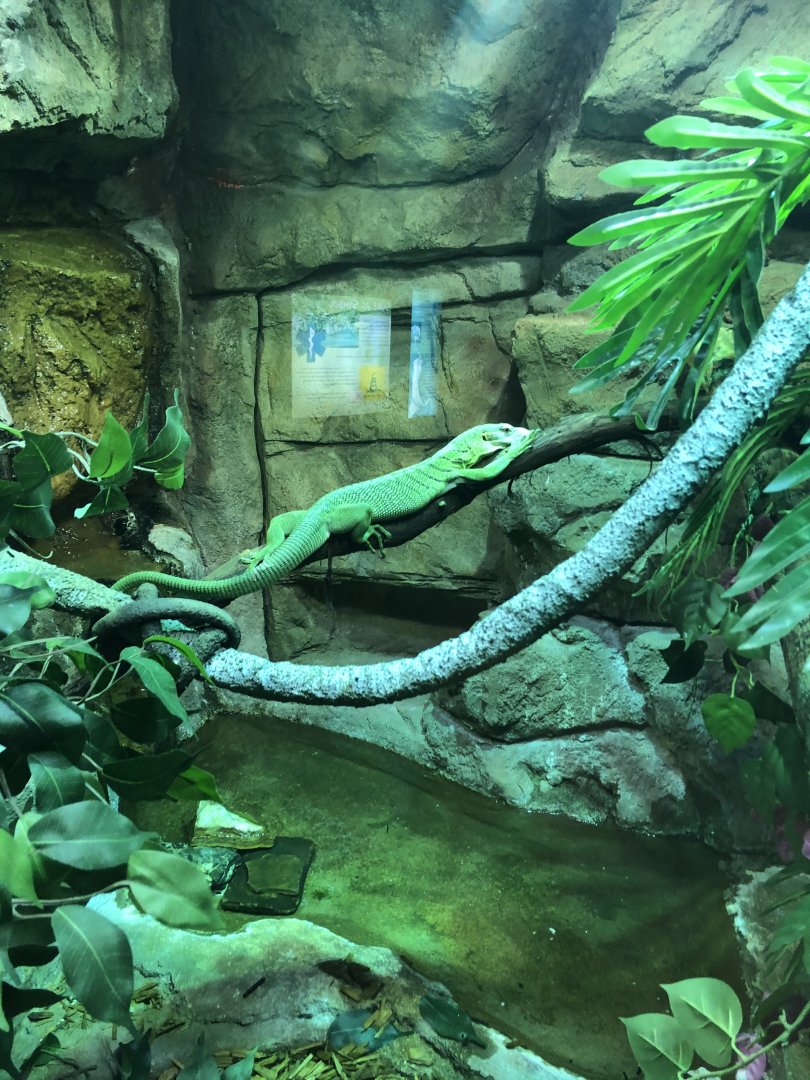 Emerald Tree Monitor