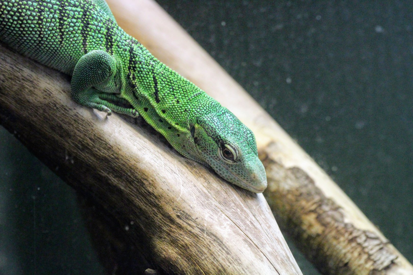 Emerald Tree Monitor