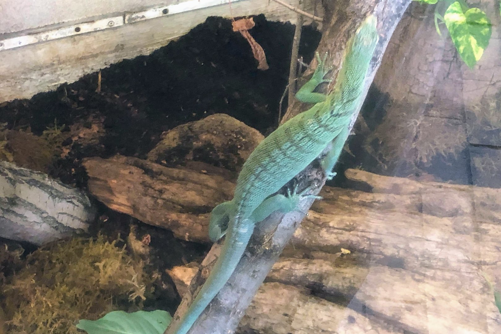 Emerald Tree Monitor