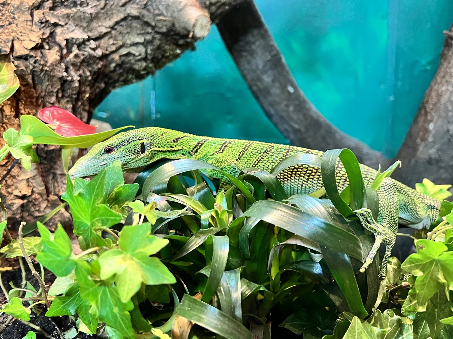 Emerald tree monitor