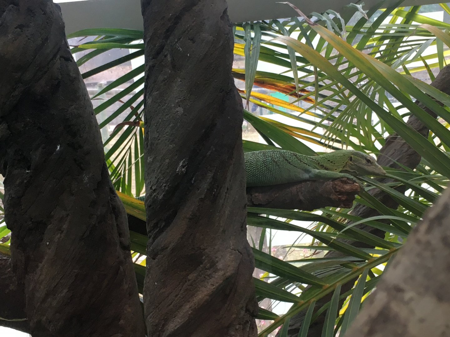 Emerald tree monitor