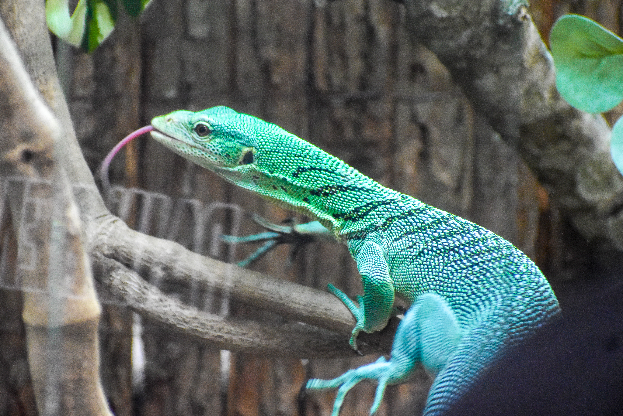 Emerald Tree Monitor
