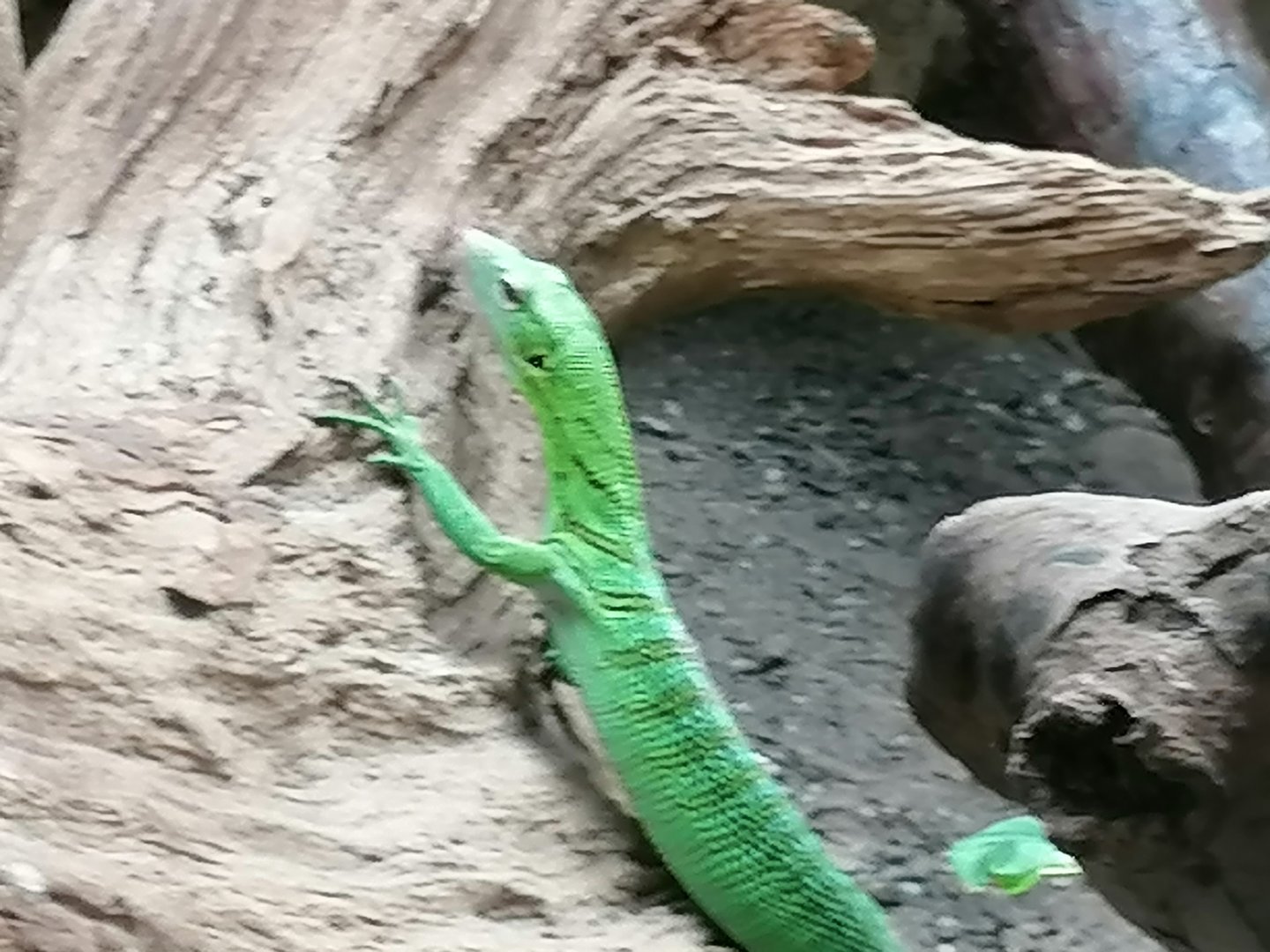 Emerald Tree monitor