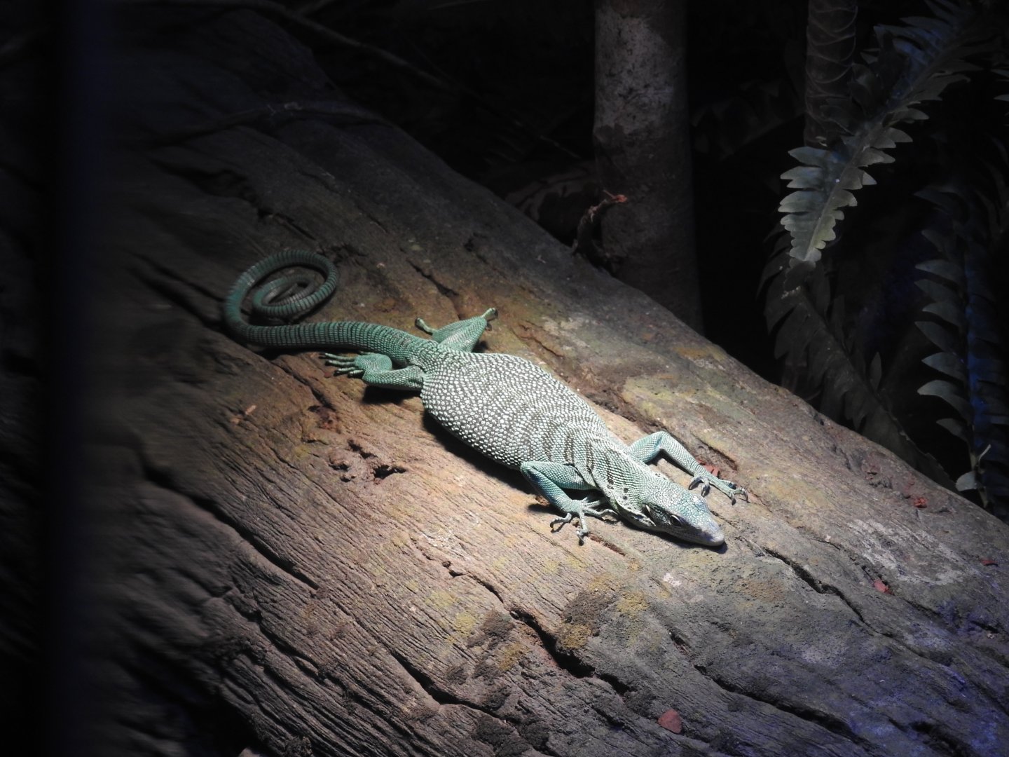 Emerald Tree-Monitor