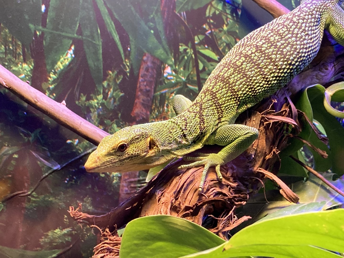 Emerald Tree Monitor