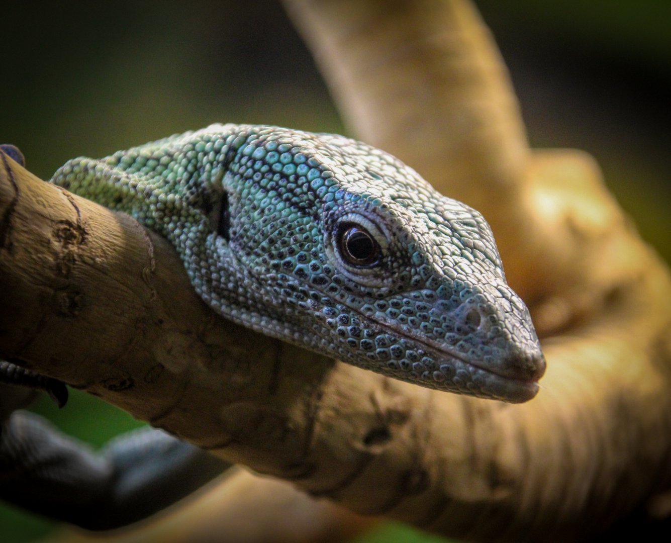 Emerald Tree Monitor