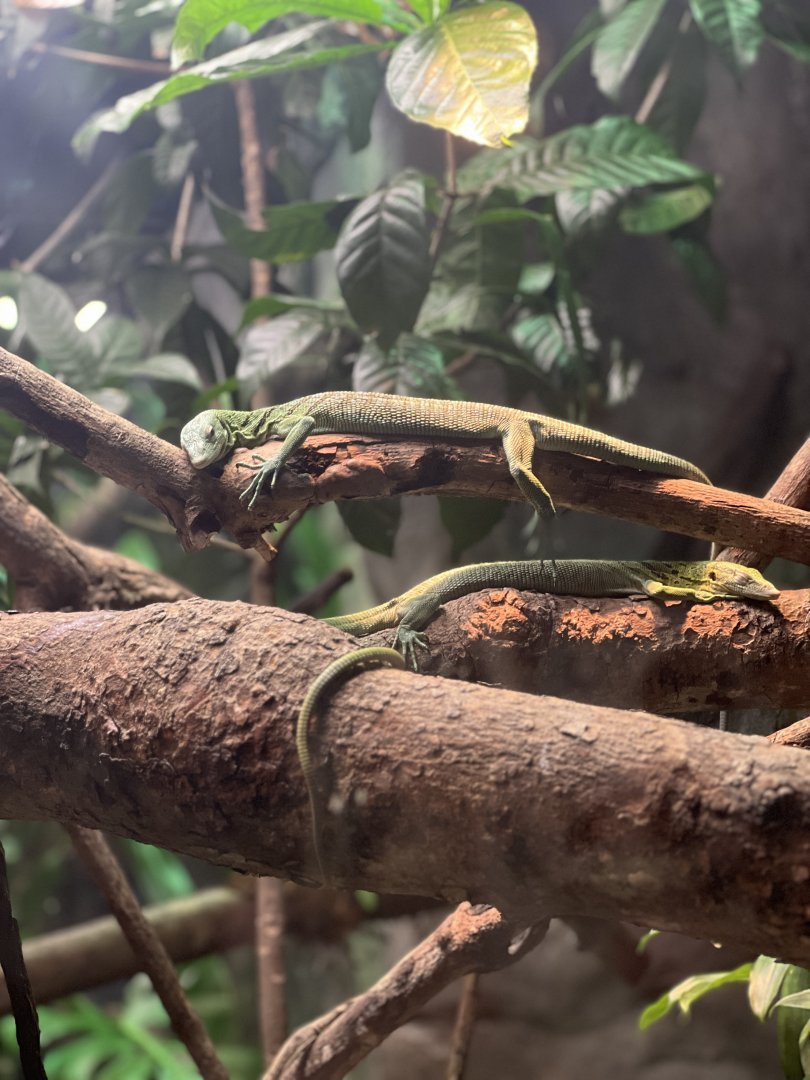 Emerald Tree Monitor