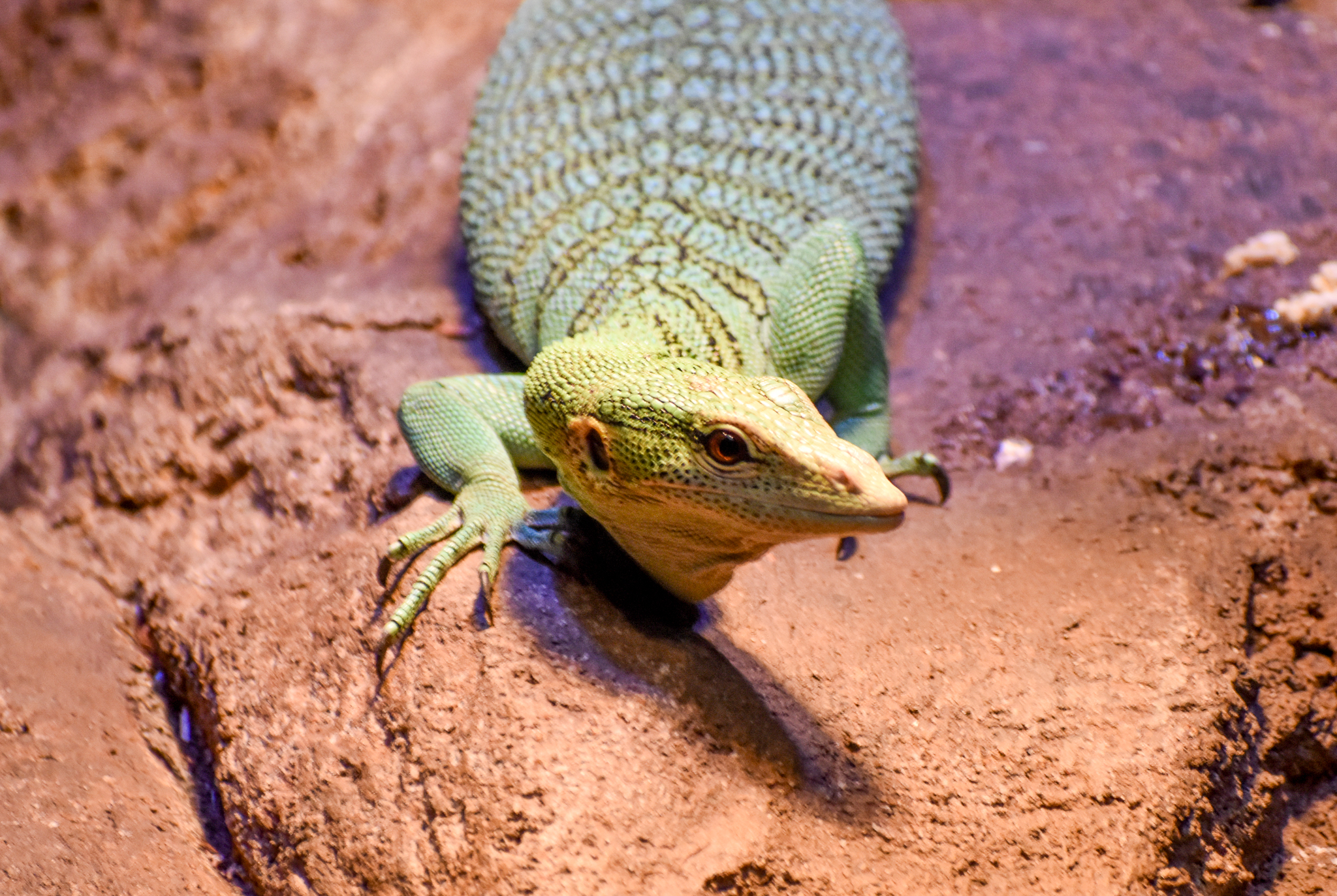 Emerald Tree Monitor