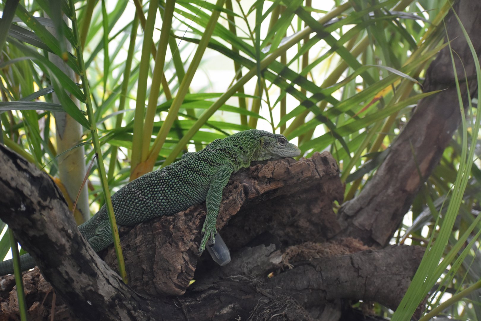 Emerald Tree Monitor