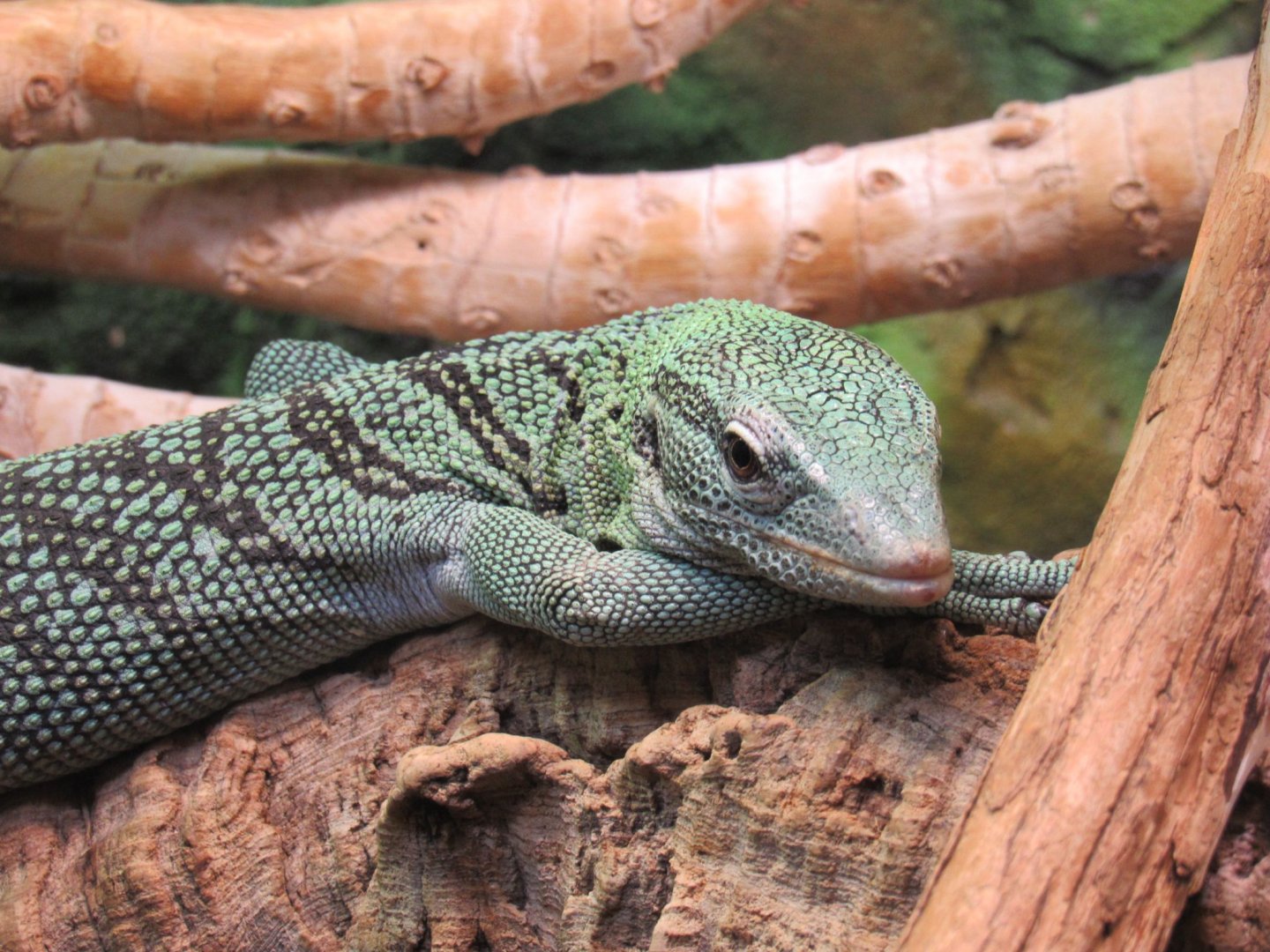 Emerald tree monitor
