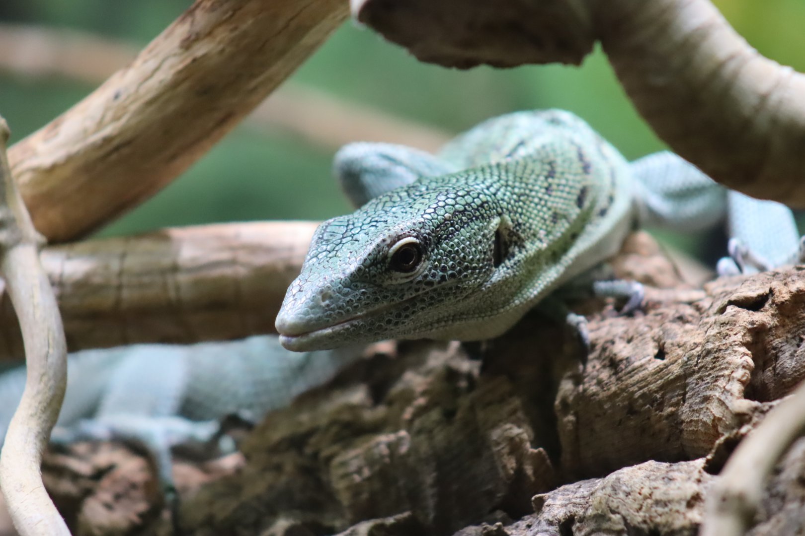 Emerald Tree Monitor