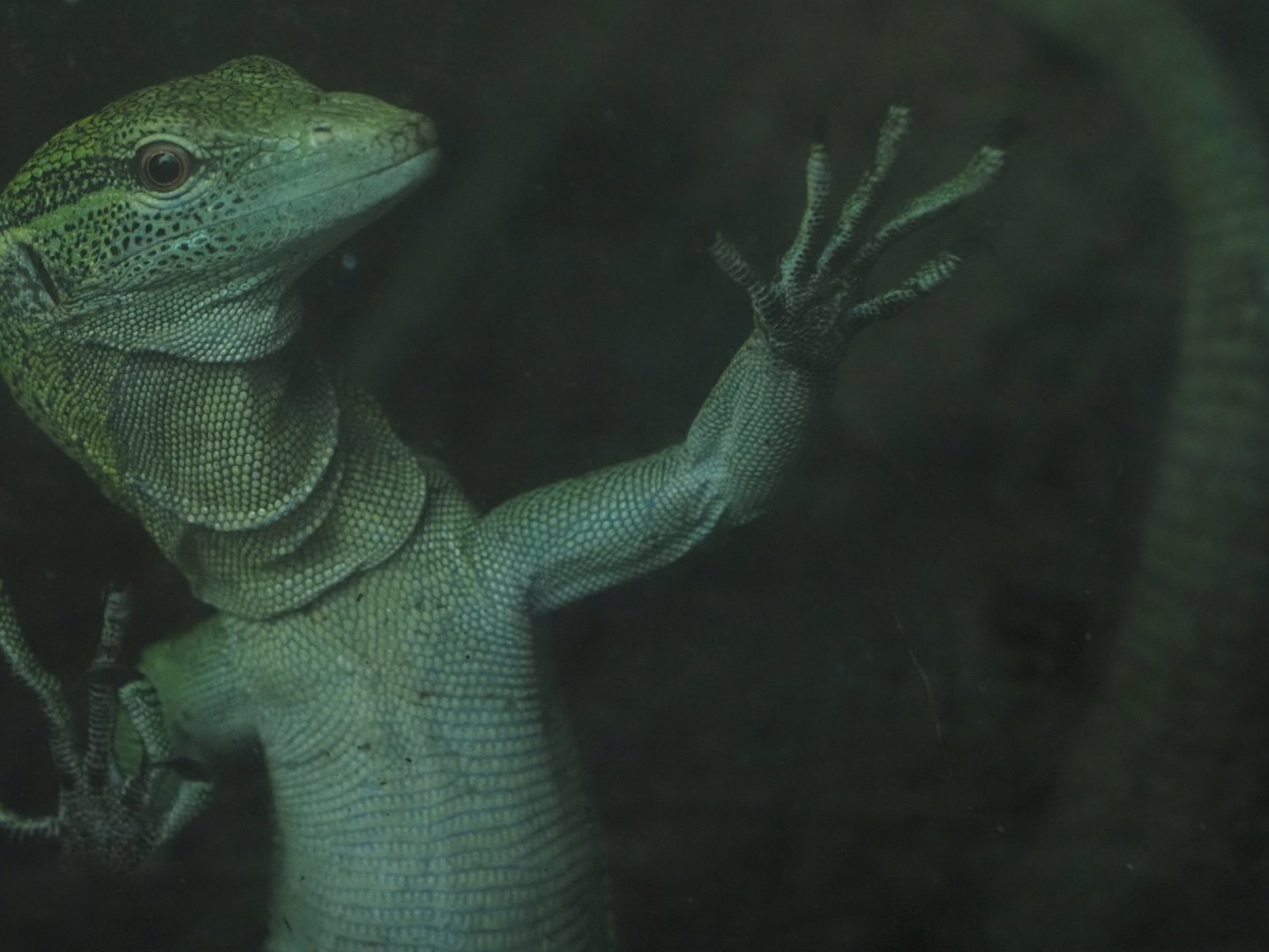 Emerald Tree Monitor