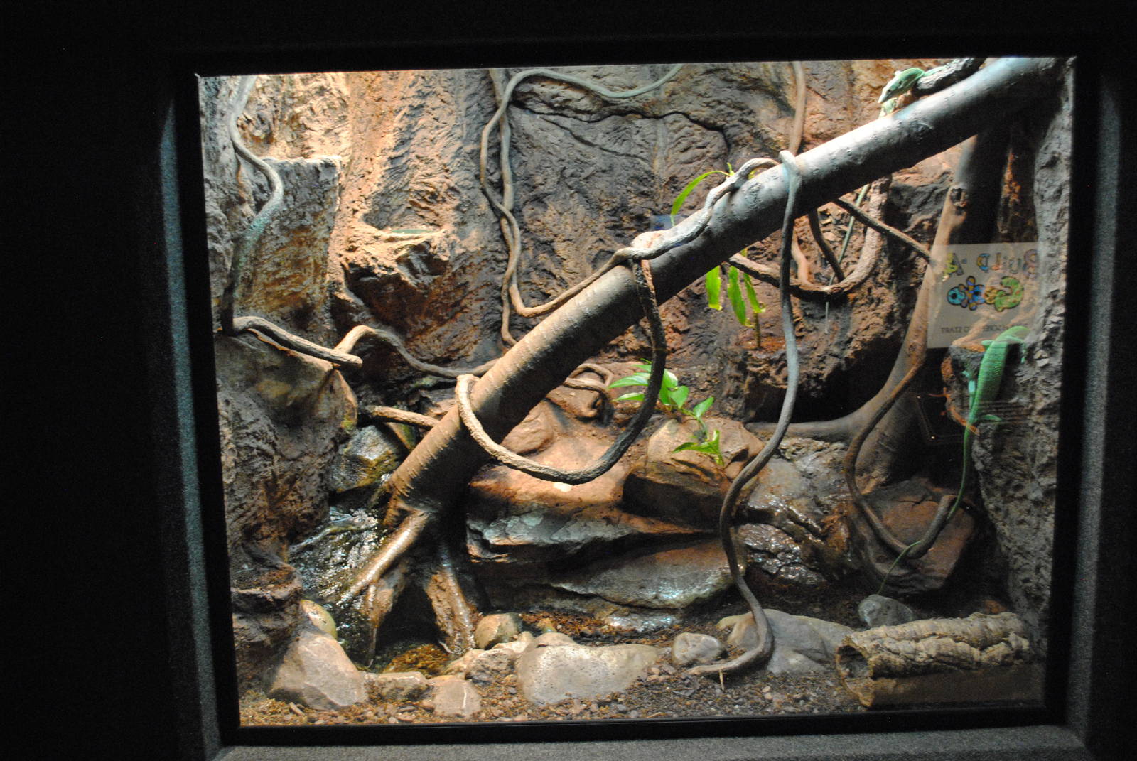 Emerald Tree Monitors Exhibit (Main Gallery)