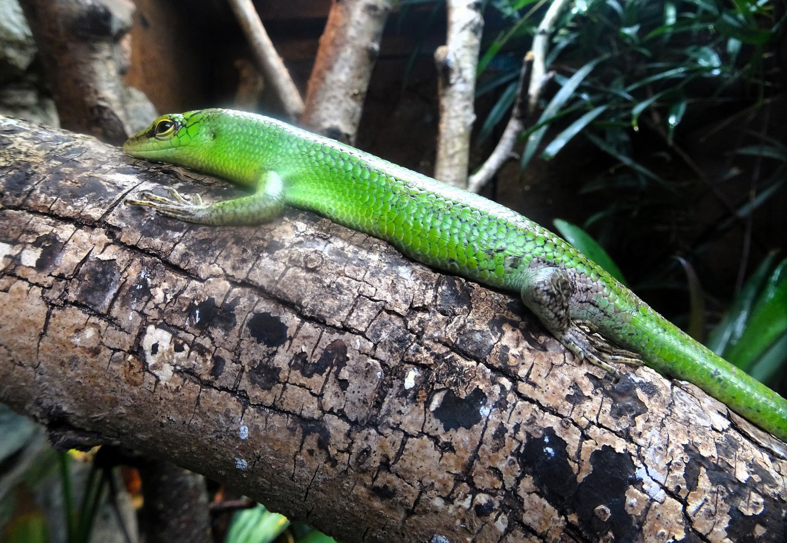 Emerald tree skink (?) 13 September 2025