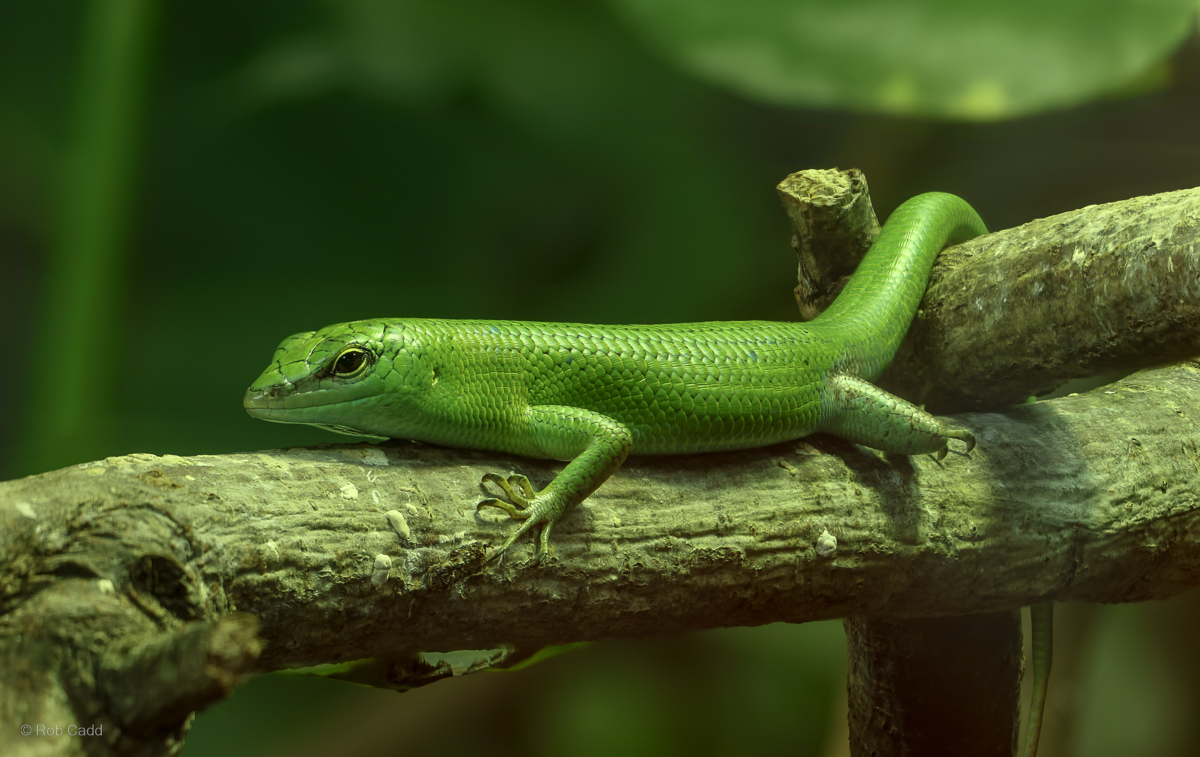 Emerald tree skink : Colchester Zoo : 17 Jul 2025