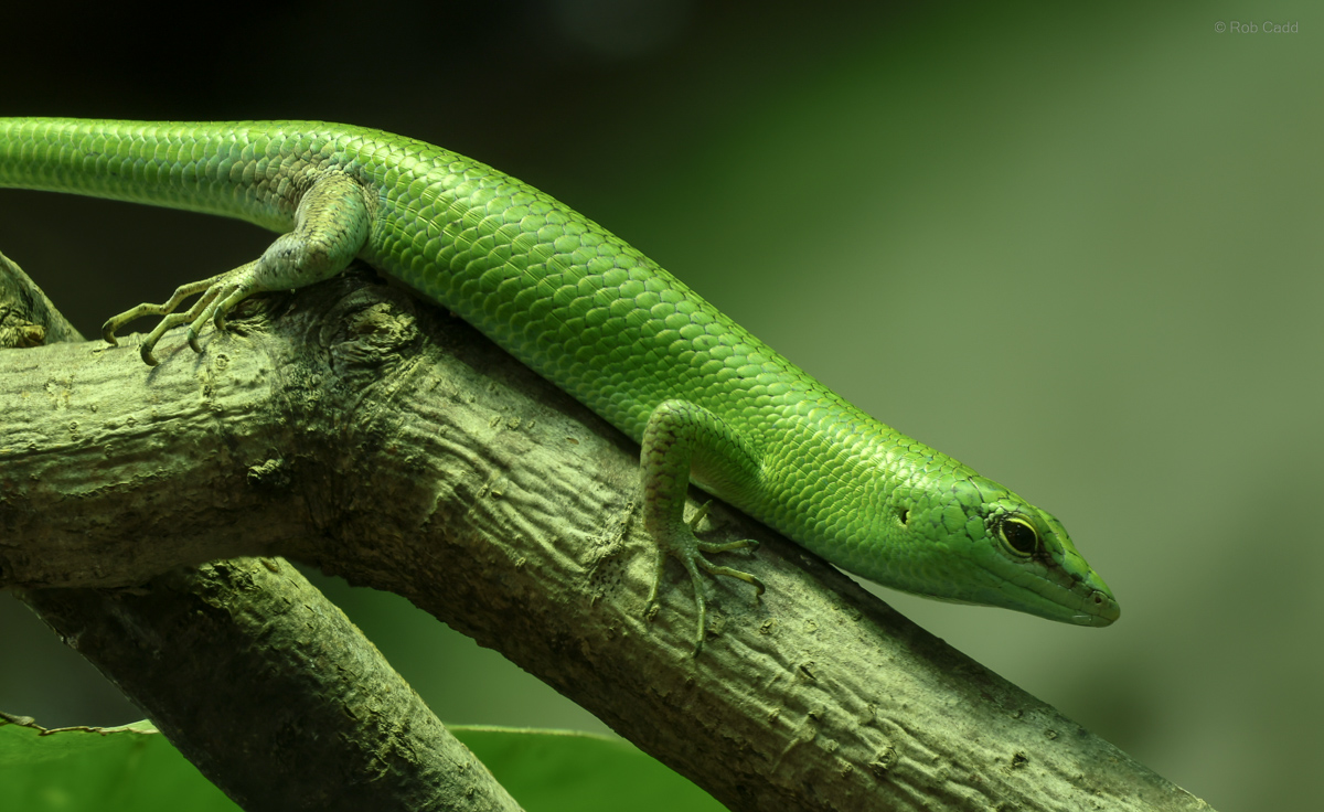 Emerald tree skink : Colchester Zoo : 17 Jul 2025
