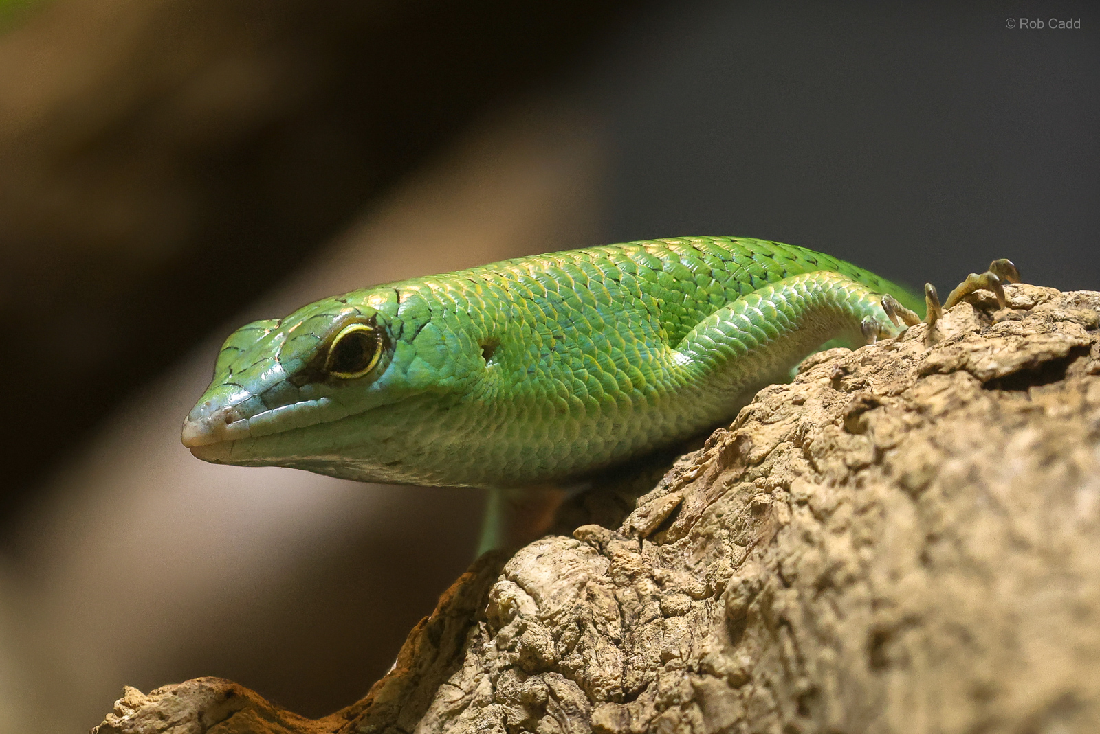 Emerald tree skink : Cotswold WP : 02 Aug 2024