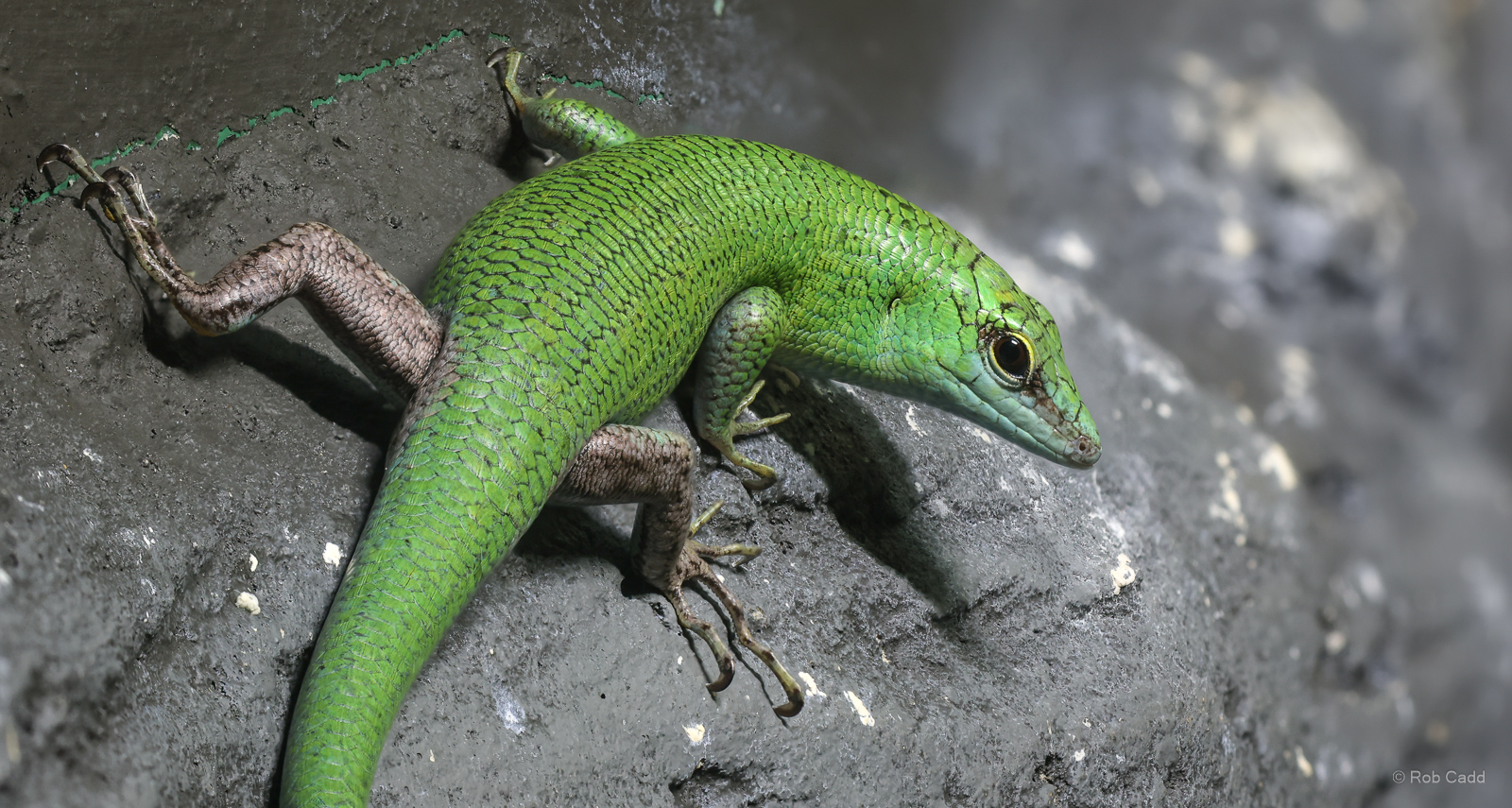 Emerald tree skink : Cotswold WP : 02 Aug 2024