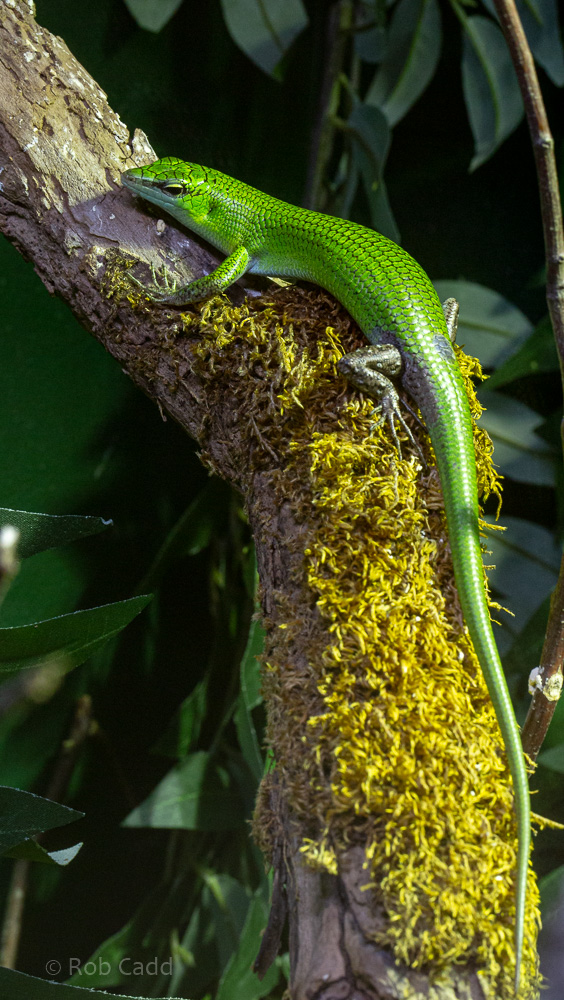 Emerald tree skink : Cotswold WP : 14 Jun 2019