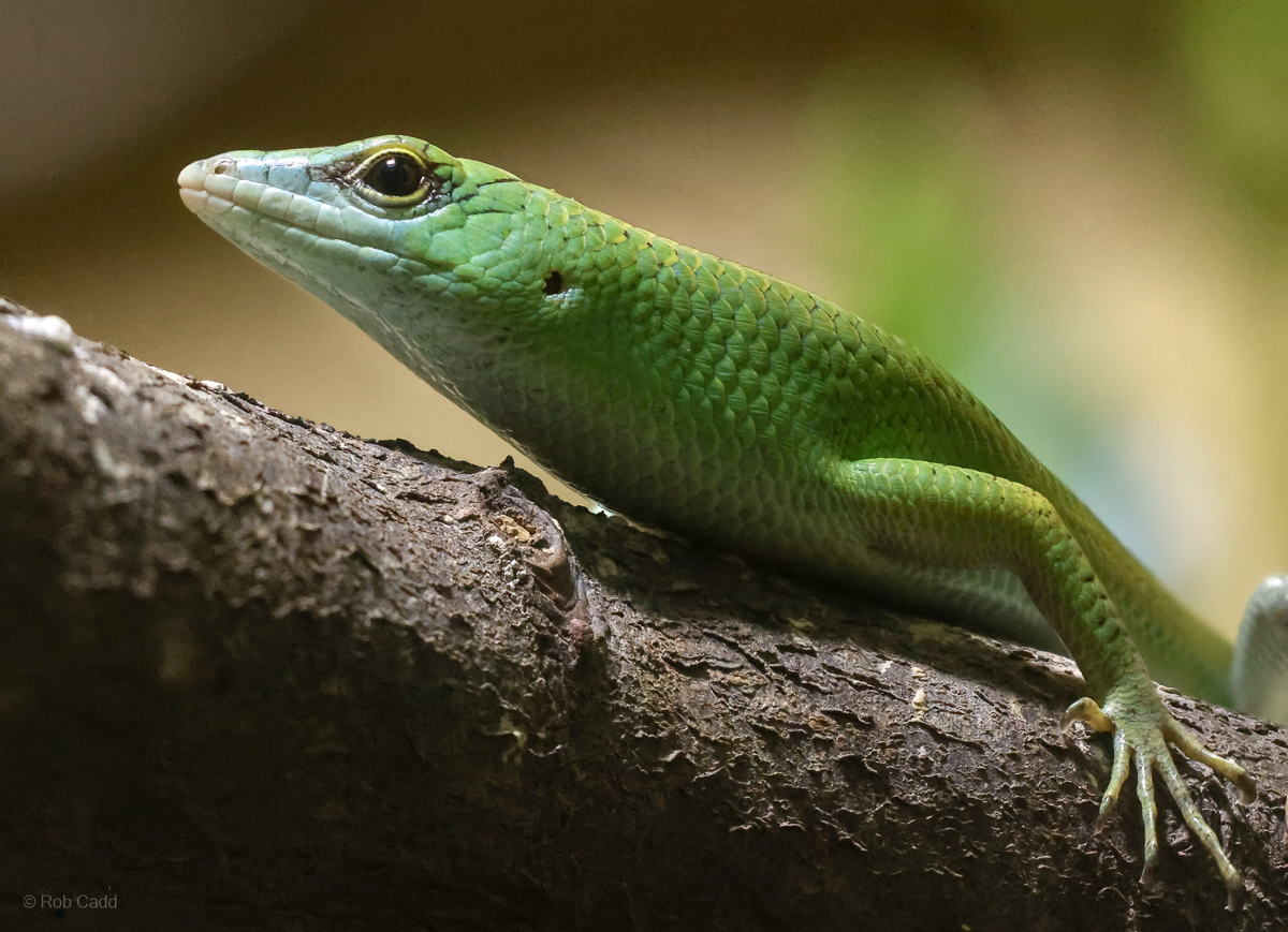 Emerald tree skink : Cotswold WP : 23 Aug 2025