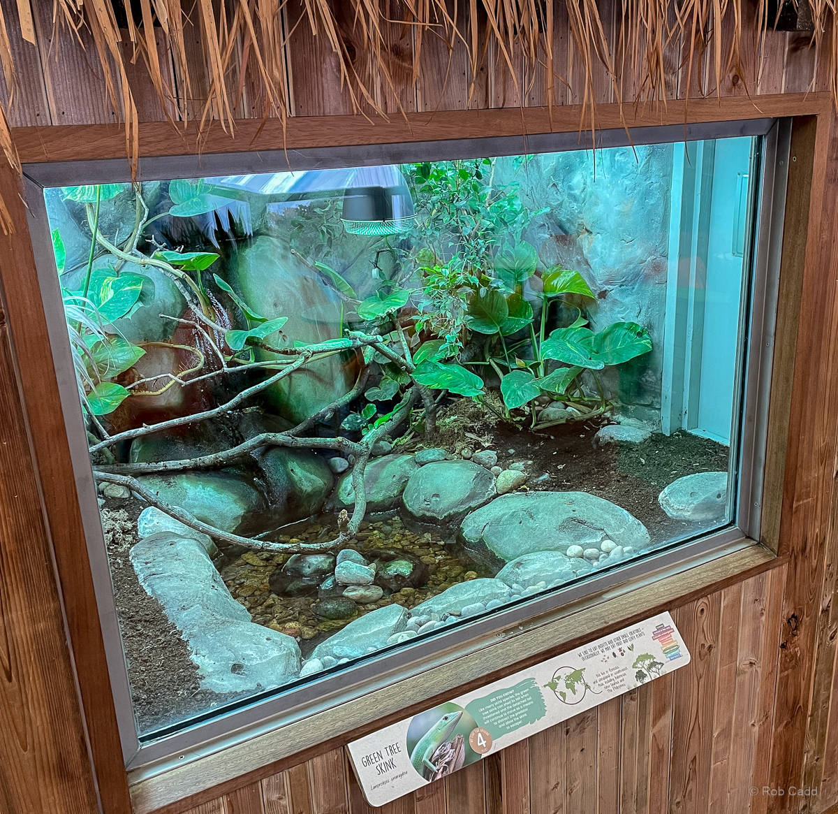 Emerald tree skink (exhibit) : Colchester Zoo : 17 Jul 2025