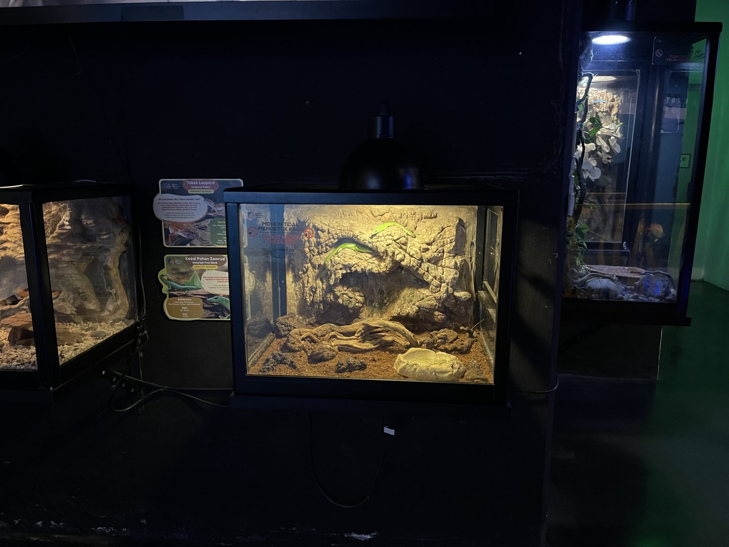 emerald tree skink exhibit