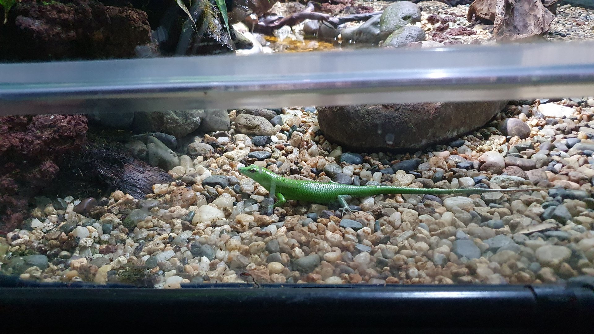Emerald Tree Skink (Lamprolepis samaragdina) - Museum Komodo