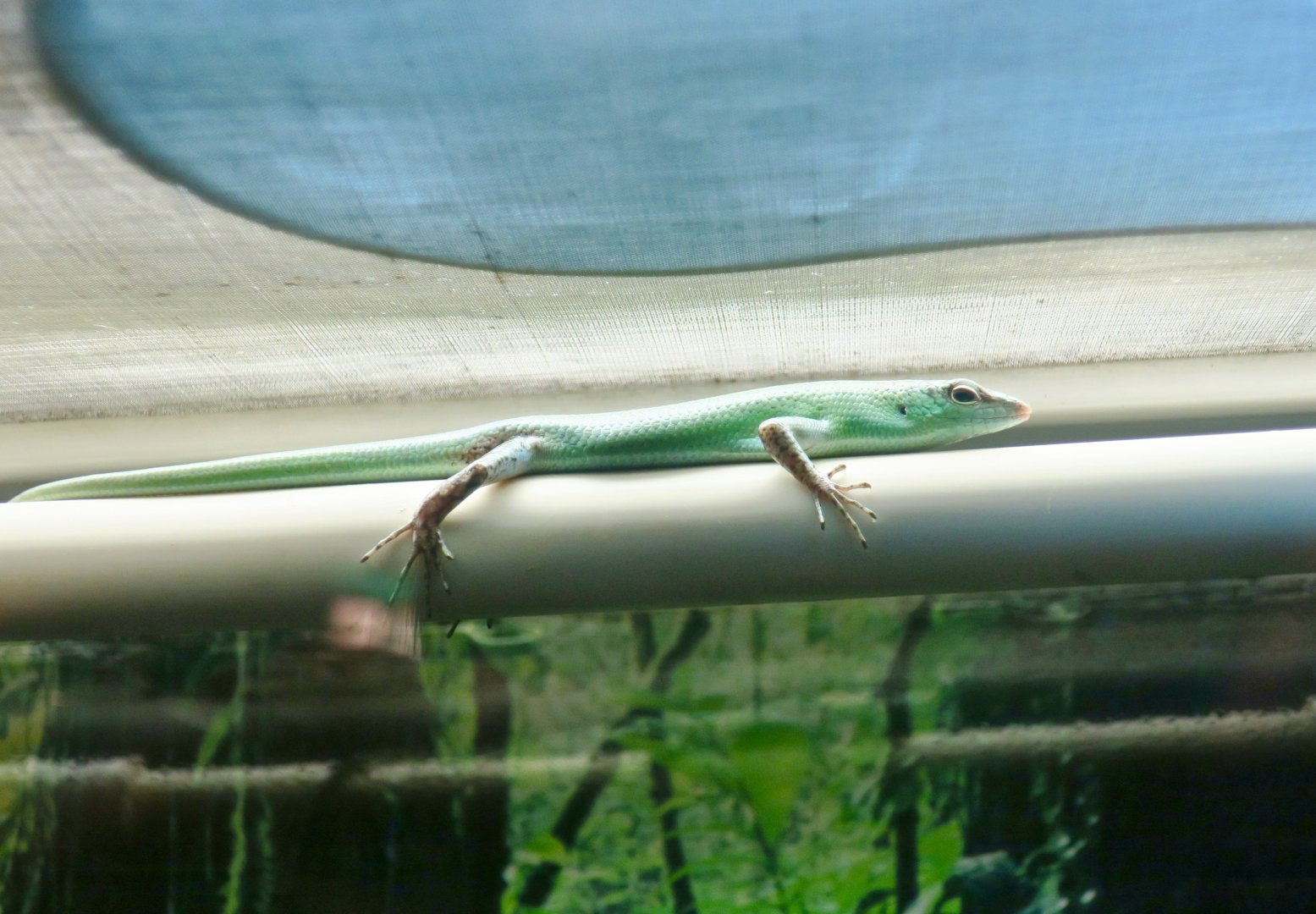 Emerald Tree Skink (Lamprolepis smaragdina)