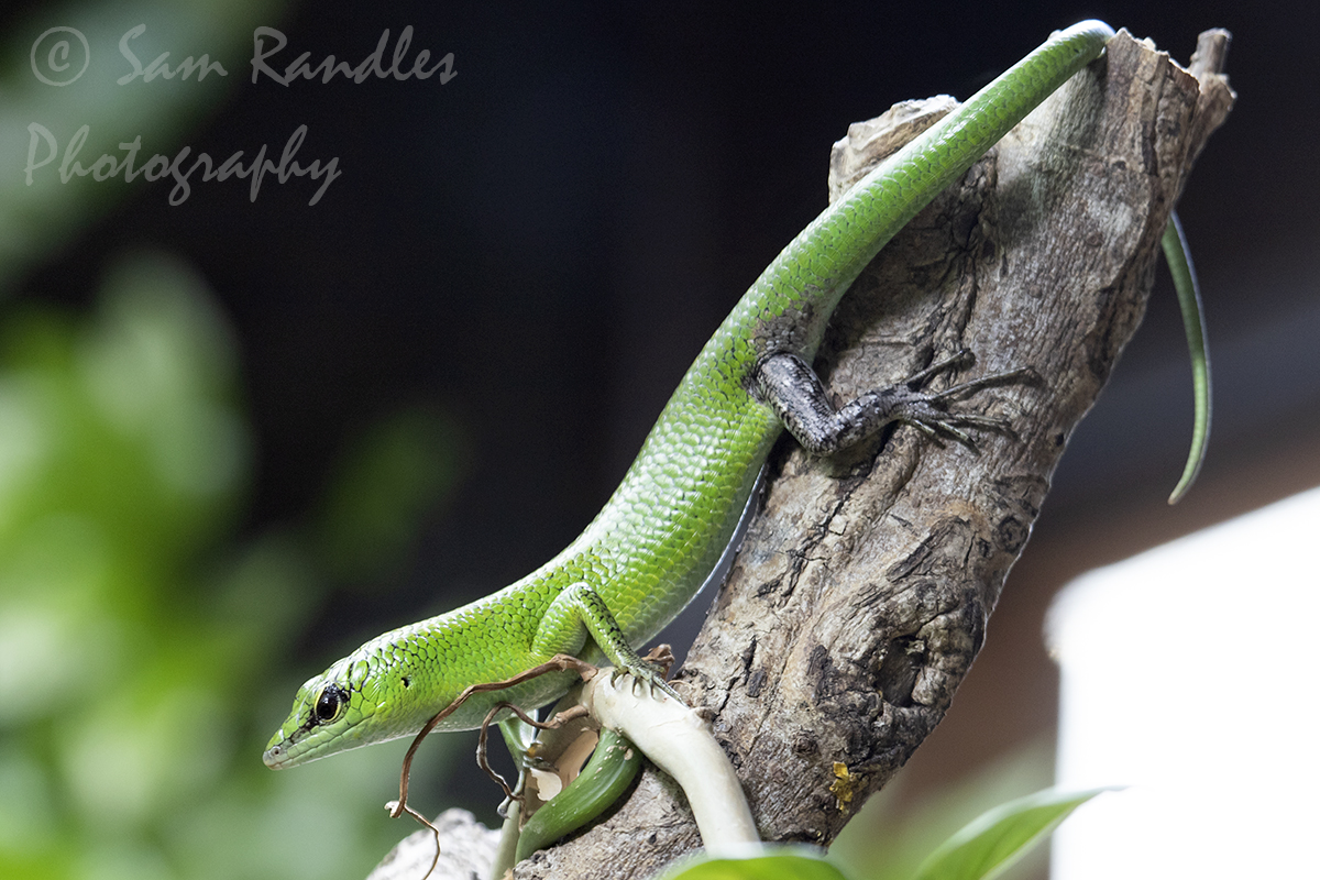 Emerald tree skink (Lamprolepis smaragdina)