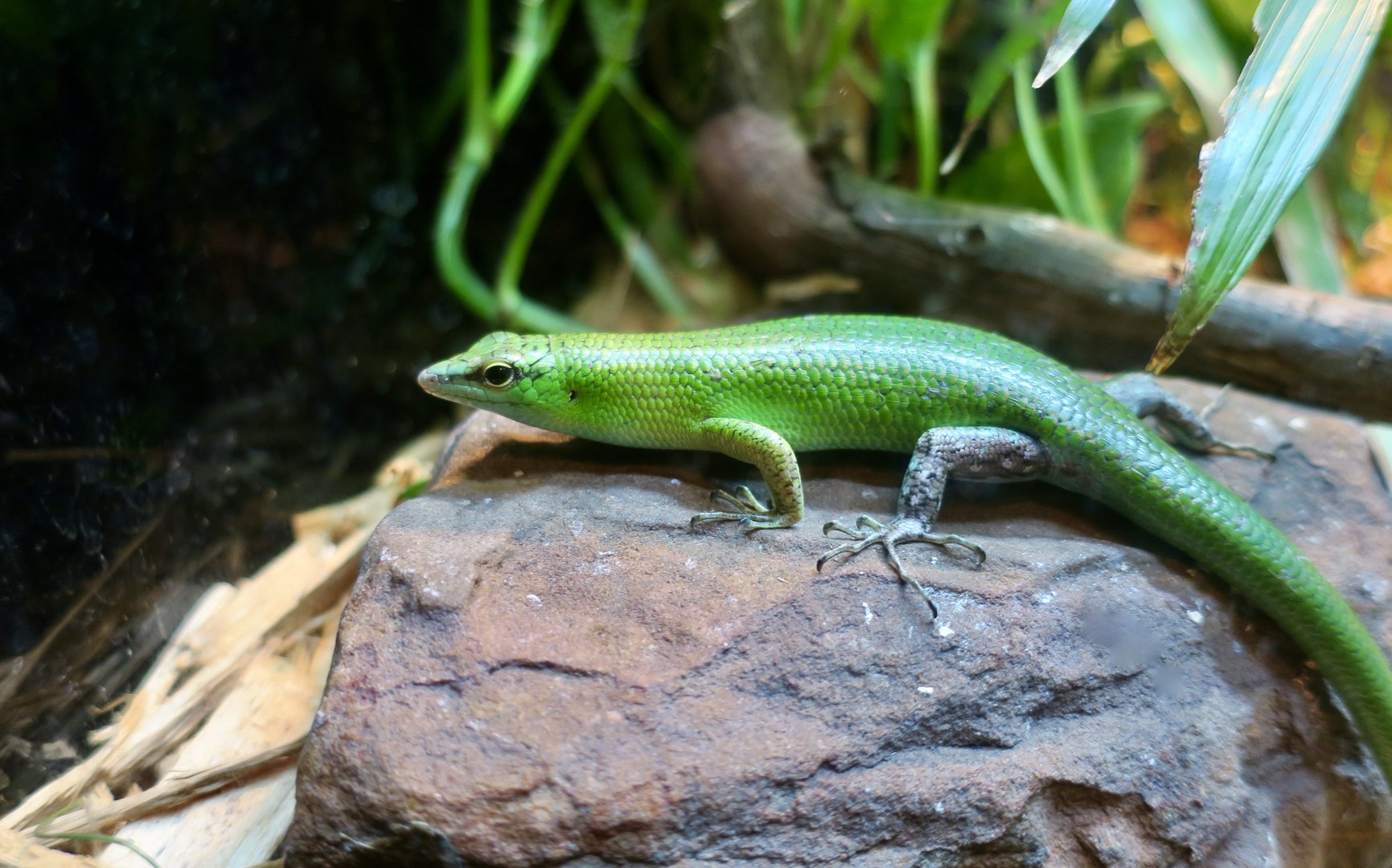 Emerald Tree Skink (Lamprolepis smaragdina)