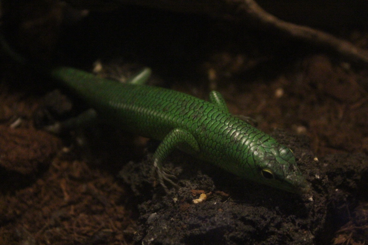 Emerald tree skink (Lamprolepis smaragdina)