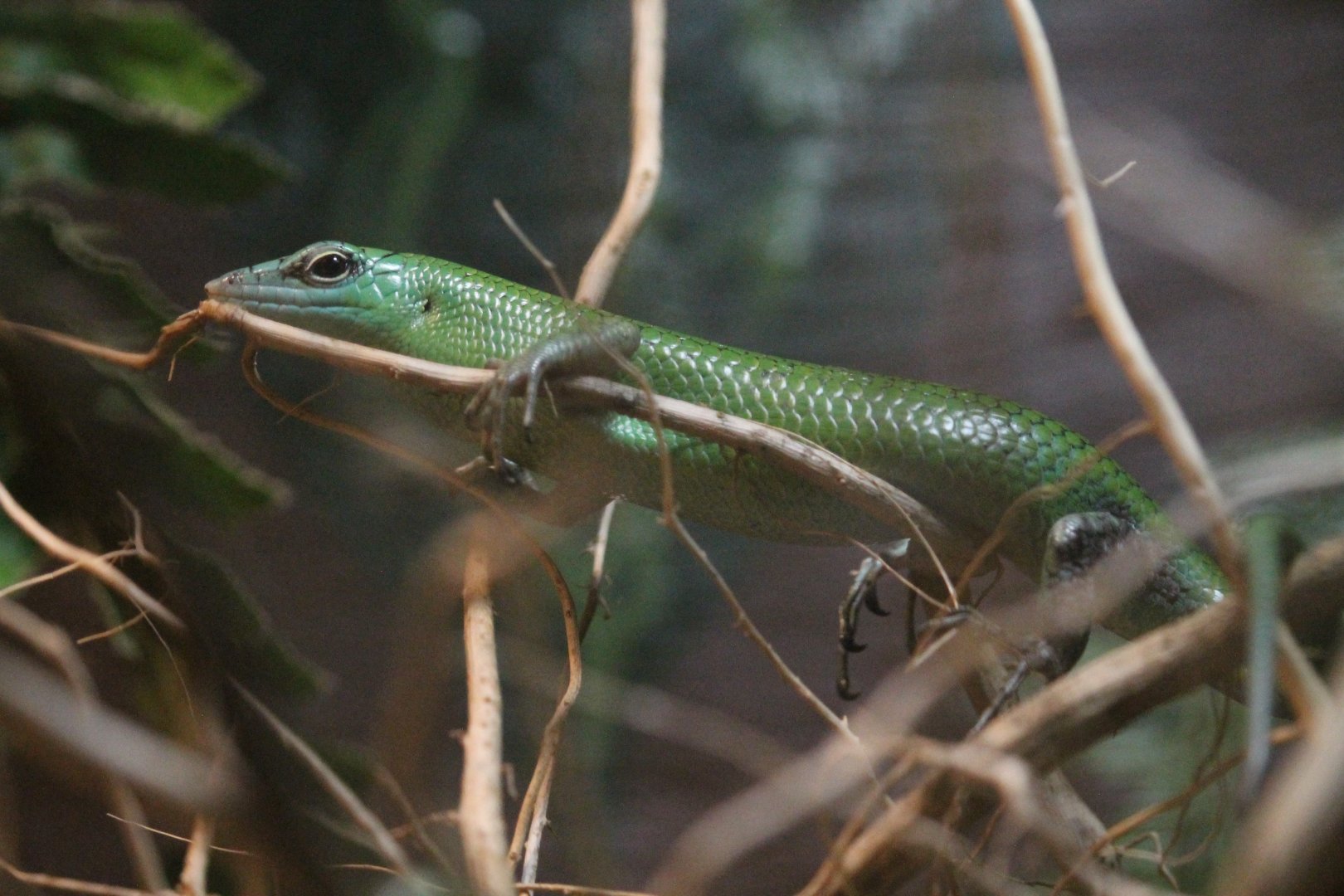 Emerald tree skink (Lamprolepis smaragdina)