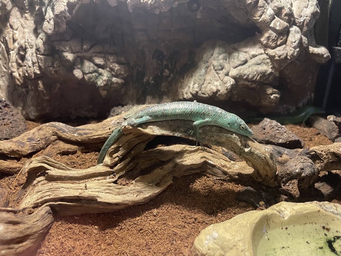 emerald tree skink (lamprolepis smaragdina)