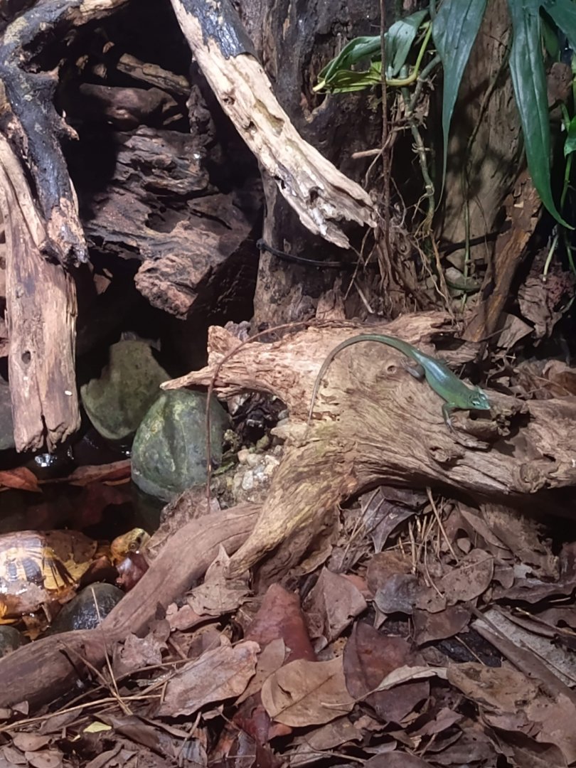 Emerald Tree Skink (Lamprolepis smaragdina)