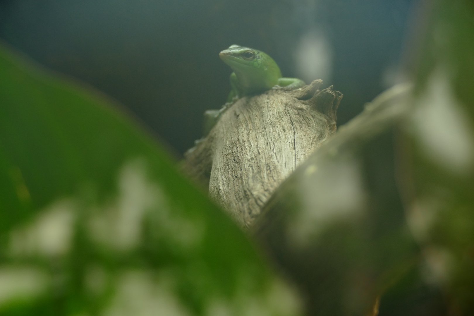 Emerald Tree Skink, October 2022