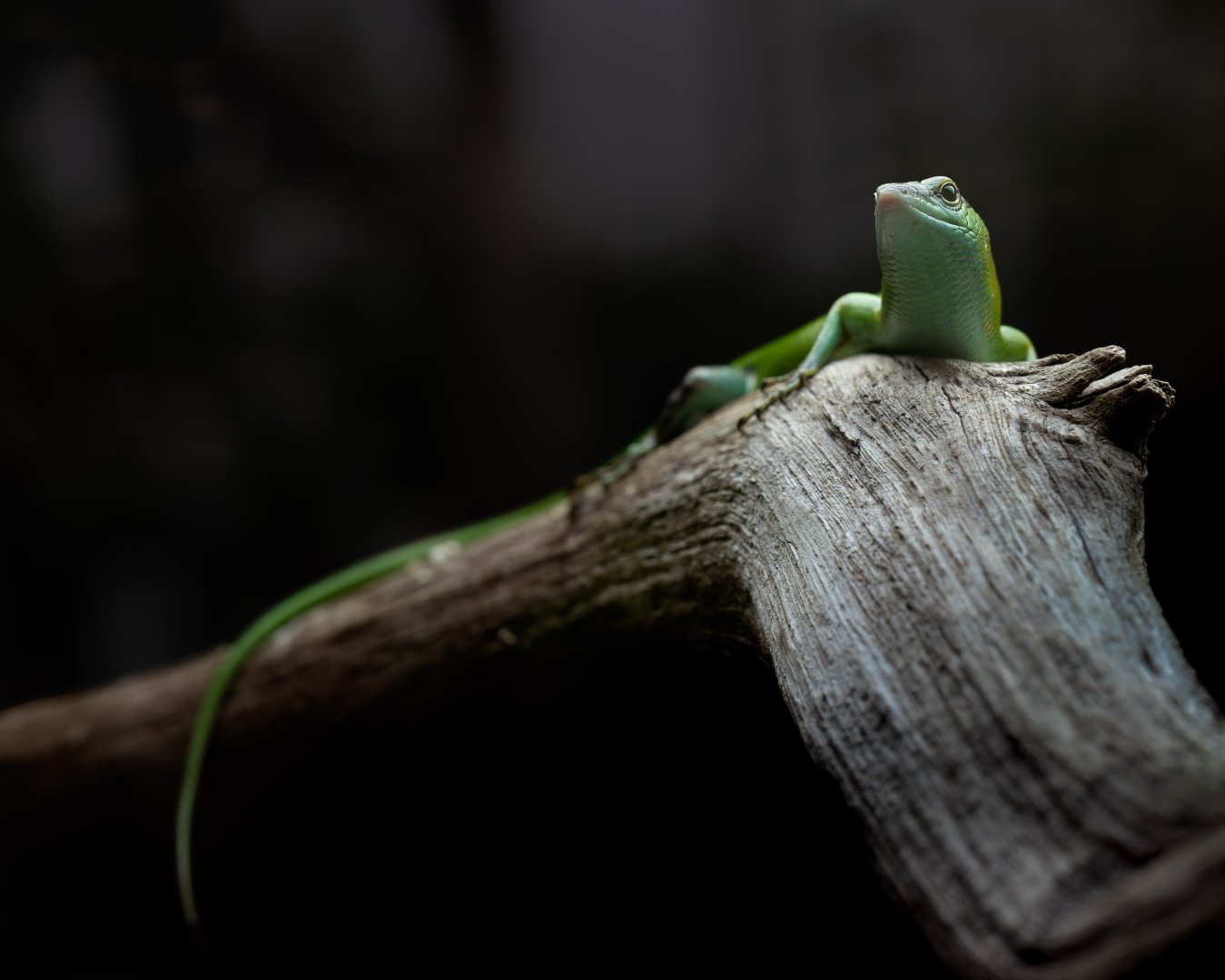 Emerald Tree Skink / Paignton / 18-3-23