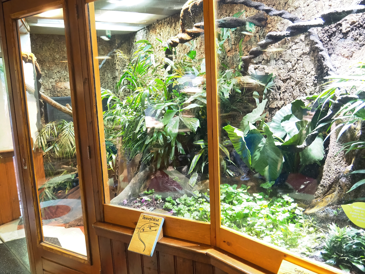 Emerald tree skink terrarium, 2023-09-24